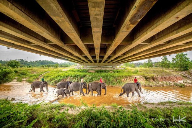Keberlanjutan Program Konservasi Gajah Sumatra, Hutama Karya Siapkan 7000 Bibit Pohon Pakan Alami
