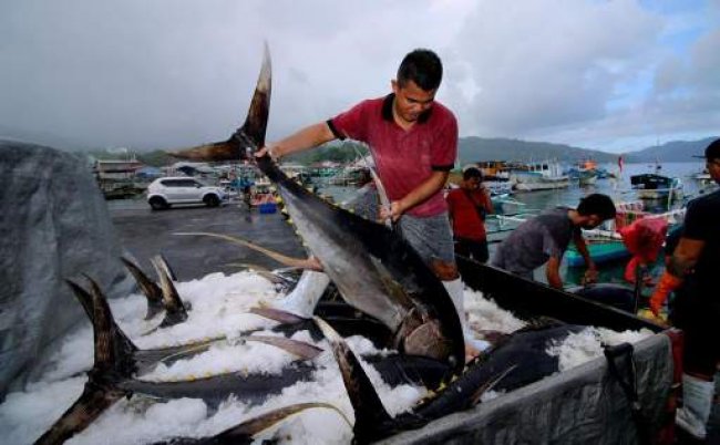Penangkapan Ikan Terukur untuk Indonesia Makmur Konsep KKP Kelola Sumber Daya Perikanan
