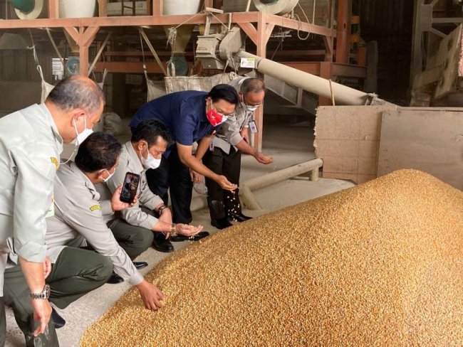 Tepis Isu Jagung Langka, Mentan Cek Stok Jagung Pabrik Pakan