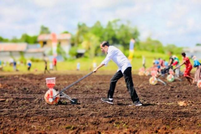 Tanam Jagung Di Sorong, Presiden Ajak Petani Milenial Menjadi Motor Penggerak Pertanian