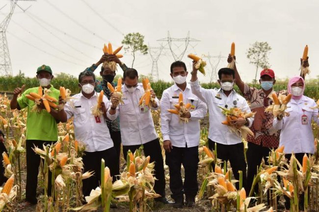 Panen Masih Berlangsung, Grobogan Siap Penuhi Kuota Jagung 30 Ribu Ton