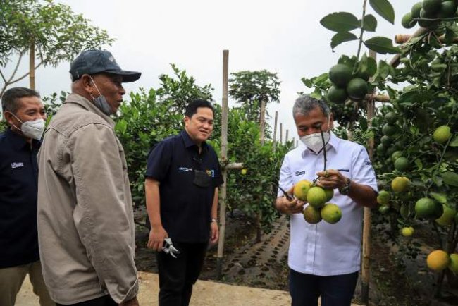 Kunjungi Petani Jeruk, Menteri BUMN Erick Thohir Apresiasi Klaster Pertanian Binaan BRI