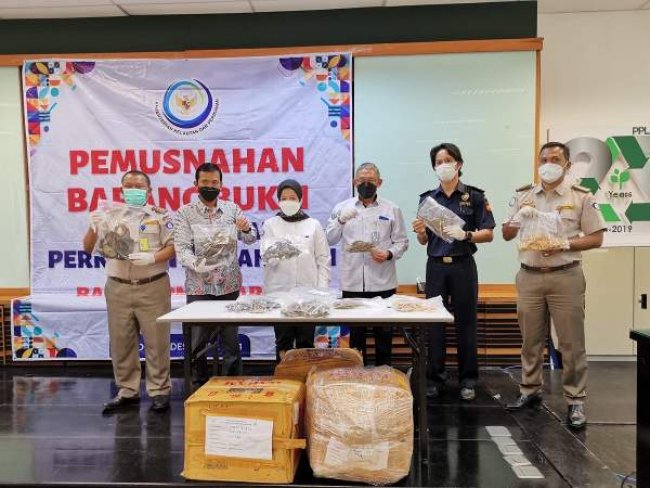 Musnahkan Kuda Laut Kering Ilegal, KKP Beri Pesan Keras ke Penyelundup