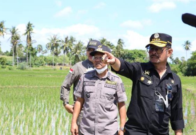 Mentan SYL Pastikan Pertanaman Jagung di Jeneponto  Kondisi Bagus