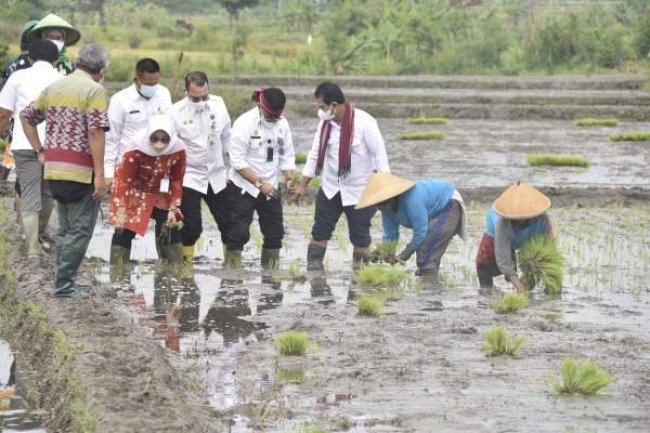 Benih Umur Genjah Salah Satu Kunci Keberhasilan Gerakan IP400