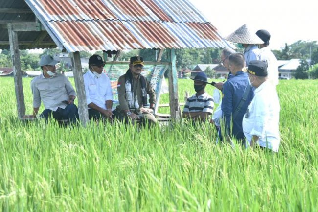 Kunjungi Bulukumba, Mentan SYL Dorong Budidaya Padi IP400 