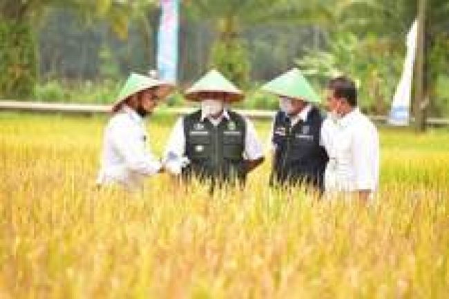 Dongkrak Produksi Beras, Kementan Optimalkan Potensi Lahan Rawa