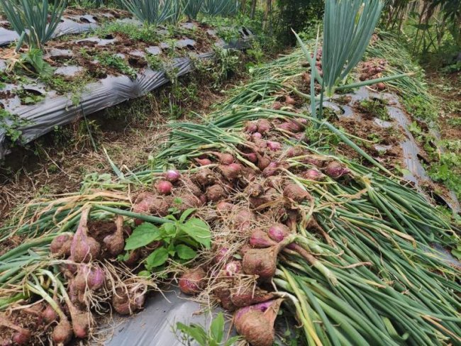 Panen Perdana Bawang Merah Food Estate Wonosobo Capai 12,3 ton per Hektare