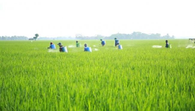 Kementan Tingkatkan Produksi Padi di Banten 2022, Ini Strateginya
