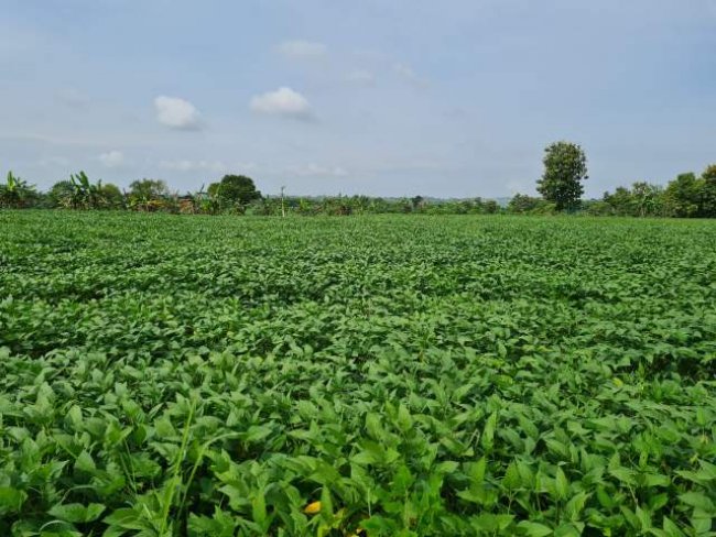 Upaya Kementan Dorong Petani Tanam Kedelai