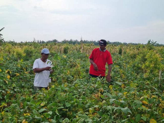 Para Penangkar Benih di Jawa Tengah dan Jawa Timur Optimis Bisa Penuhi Produksi Kedelai Lokal