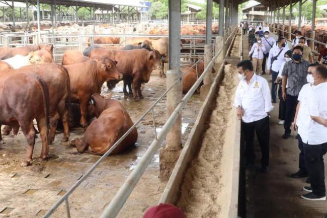 Kunjungi Peternakan Sapi di Tangerang, Mentan SYL Pastikan Stok Sapi Siap Potong Aman Hingga Lebaran