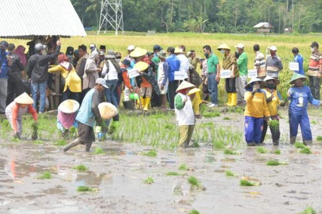 Kementan Canangkan Pertanaman Perdana IP400 di Kabupaten Bima