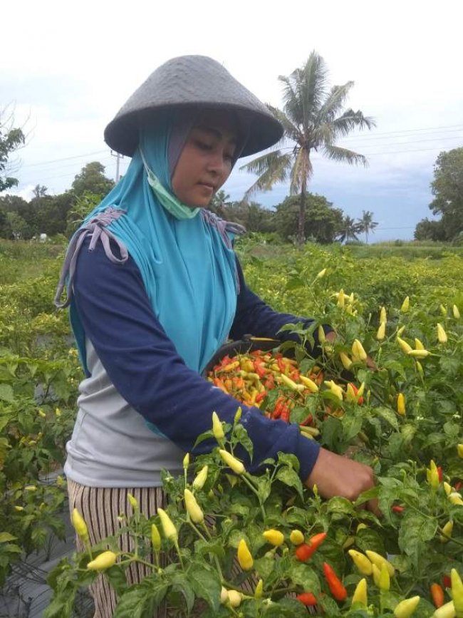 Stok Cabai di Kebumen dan Banjarnegara Jelang HBKN Aman
