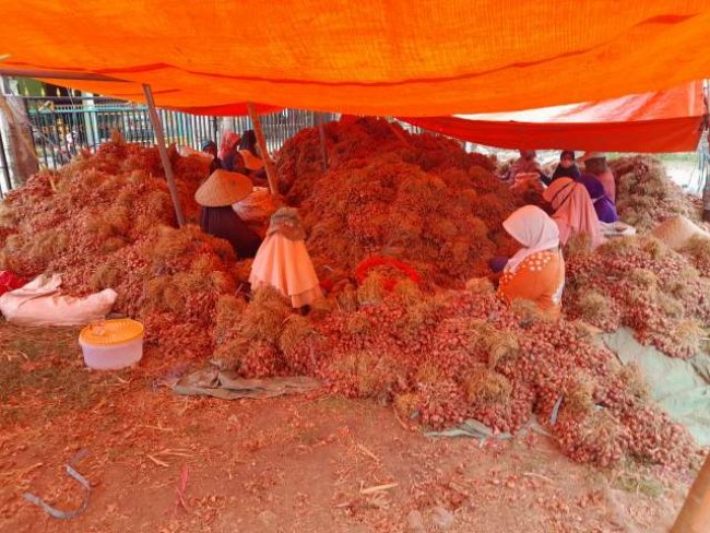 Produksi Melimpah, Bawang Merah Bima Siap Pasok