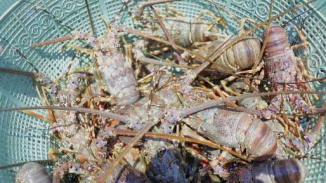 KKP Canangkan Kampung Perikanan Budidaya Lobster di Kabupaten Lombok Timur