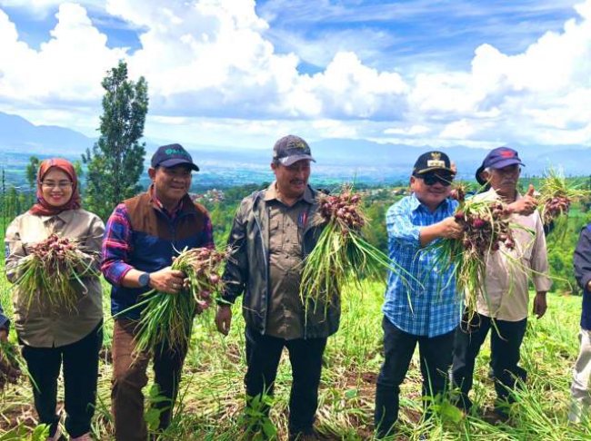 Kualitas Luar Biasa, Hasil Food Estate Hortikultura Garut Siap Pasok Kebutuhan Selama Ramadhan dan Idul Fitri