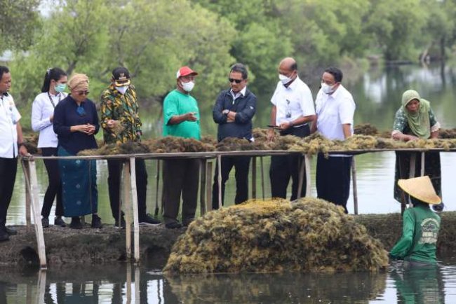 Menteri Trenggono Canangkan Kampung Budidaya Rumput Laut di Sidoarjo untuk Penuhi Pasar Ekspor