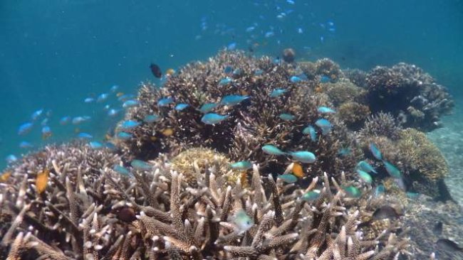 KKP Tetapkan Kawasan Konservasi di Wilayah Timur Pulau Bintan