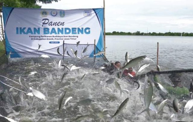 Bandeng Asal Kampung Budidaya Gresik, Juara Kontes Dengan Berat 18 Kg