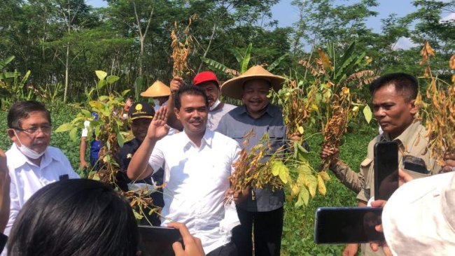 Kementan Lakukan Panen kedelai di Sukoharjo dan Sosialisasi Pupuk Organik Hayati
