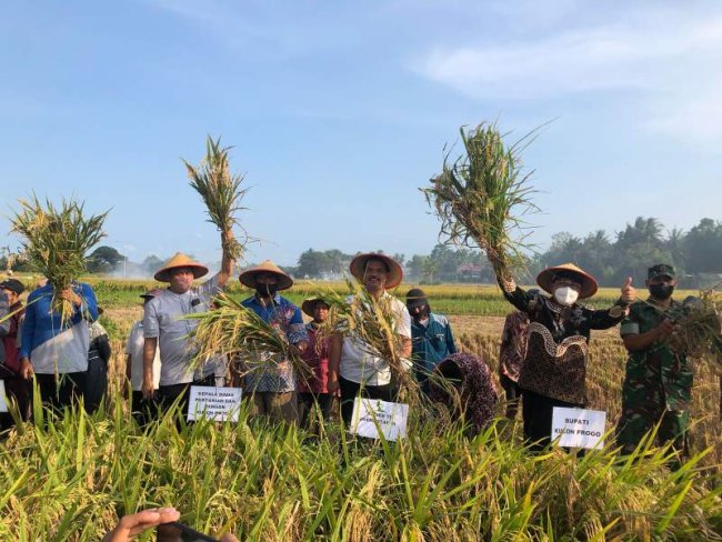Libur Tetap Produktif, Panen Padi dan Tanam Kedelai di Kulon Progo