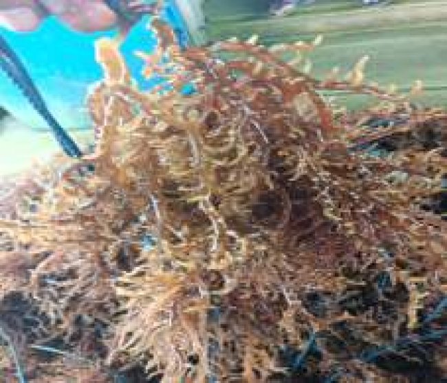 KKP Terus Tingkatkan Produktivitas Budidaya Rumput Laut Hingga Indonesia Timur