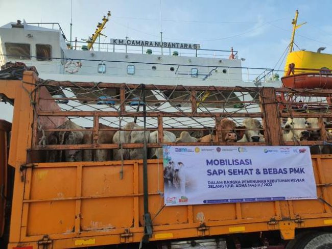 450 Ekor Sapi BULS Sidrap Mendarat di Jakarta Penuhi Stok Qurban