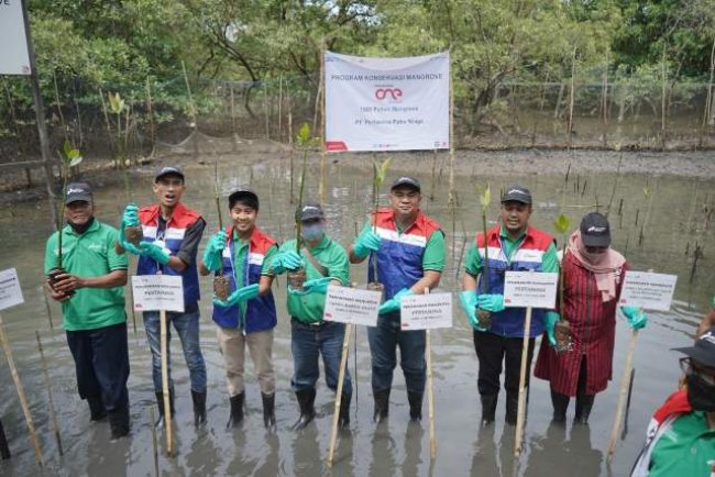 Pertamina Perkaya Keanekaragaman Hayati, Tanam 1000 Mangrove di Margomulyo