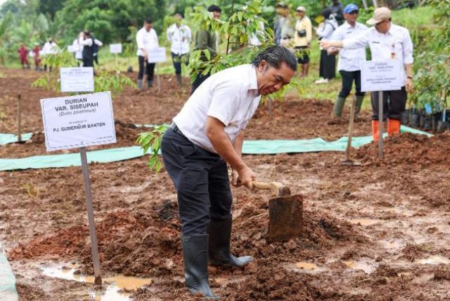 Gerakan Penanaman 1.000 Pohon, Pj Gubernur Banten Al Muktabar Pilih Tanaman Durian Lokal