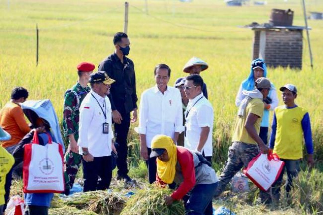 Di Ngawi, Presiden Jokowi Didampingi Mentan SYL Panen Raya Padi 