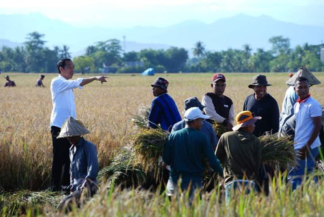 Sulawesi Selatan Surplus Beras, Jokowi: Segera Distribusikan Ke Wilayah Lain