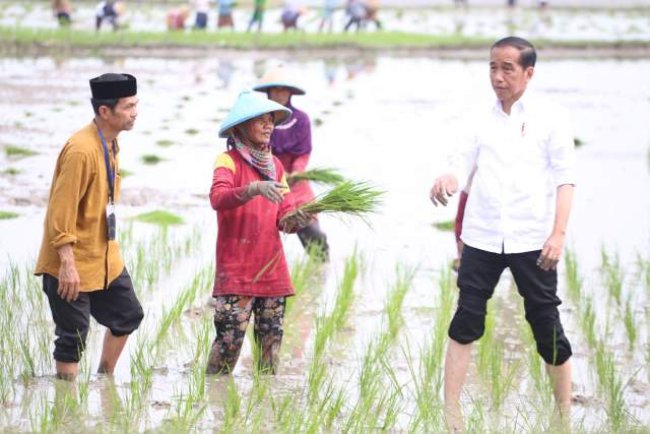 Presiden Jokowi didampingi Mentan SYL Lakukan Percepatan Tanam Padi di Tuban