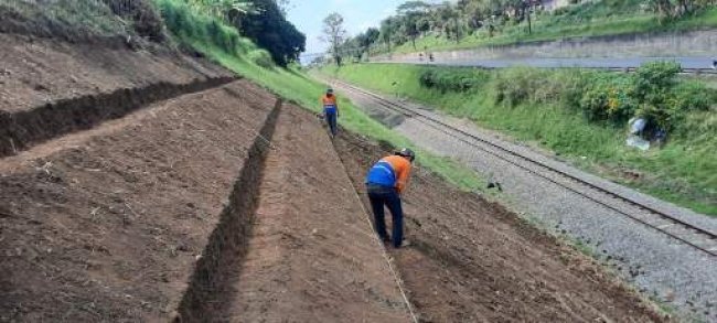 Antisipasi Longsor di Musim Hujan, KAI Intensifkan Penanaman Pohon dan Rumput Akar Wangi di Sepanjang Jalur KA