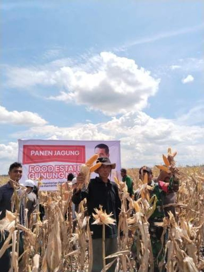 Panen Jagung di Lokasi Food Estate Gunung Mas Memuaskan