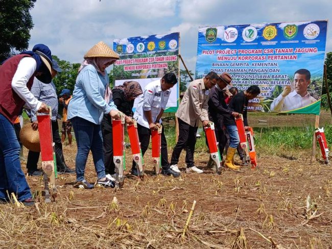 Kementan Bersama Gempita Genjot Penanaman Jagung di Subang, Jabar