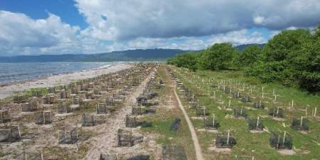 KKP Tanam Ribuan Pohon Vegetasi Perkuat Mitigasi di Pesisir Rawan Bencana