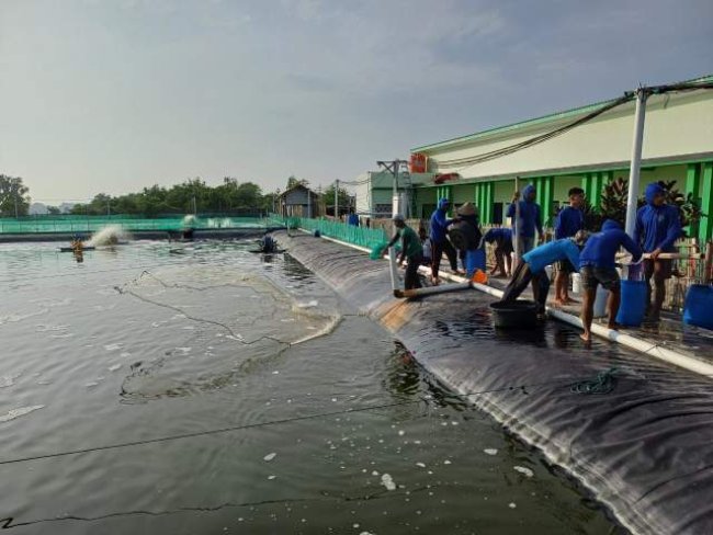 Dukung Astacita Presiden, SMK Perikanan dan Kelautan Puger Panen Udang Senilai Lebih dari 800 Juta