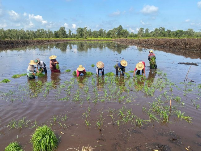 Kementan Kebut Target Swasembada, Sehari Selesaikan Tanam Perdana di Dua Lokasi Cetak Sawah Baru Kementan Kebut Target Swasembada, Sehari Selesaikan Tanam Perdana di Dua Lokasi Cetak Sawah Baru