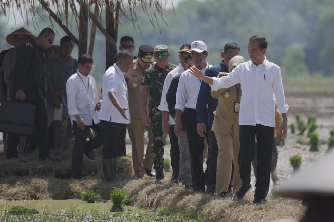 Tinjau Penanaman Padi di Pekalongan, Presiden Jokowi: Kita Kejar Tanam, Tanam, Tanam