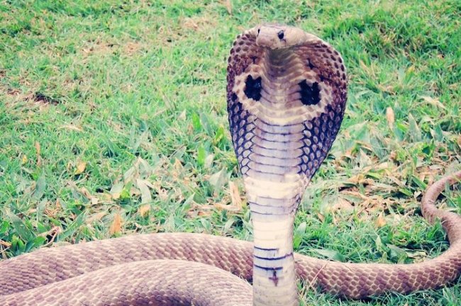 Ular Baru Ditangkap Dijadikan Atraksi HUT Kemerdekaan RI, Pawang Tewas Dipatuk King Kobra