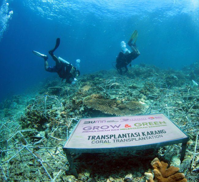 Geliat Kelompok Maratua Lestarikan Terumbu Karang Bersama BRI Peduli