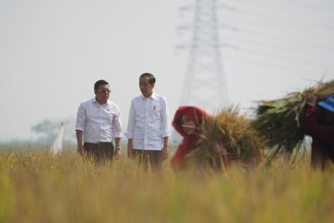 Gerak Cepat Amankan Produksi, Plt Mentan Dampingi Presiden Jokowi Panen Padi di Sukamandi