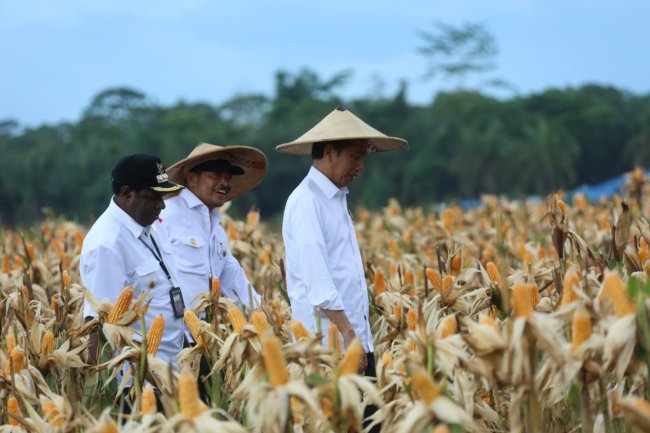 Mentan SYL Dampingi Jokowi Tinjau Ladang Jagung di Food Estate Keerom Papua