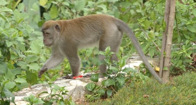 Geger Monyet Misterius di Jatiasih, Kota Bekasi