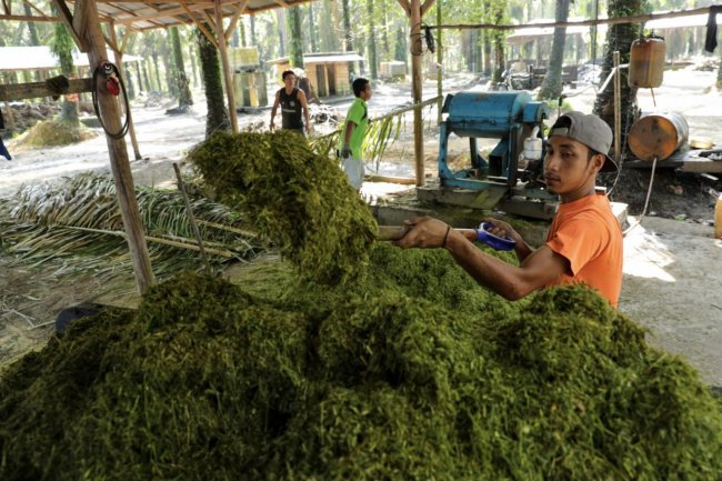 Prukades Desa Dataran Kempas Jambi, Produksi Pupuk Organik 4.000 Ton Sebulan