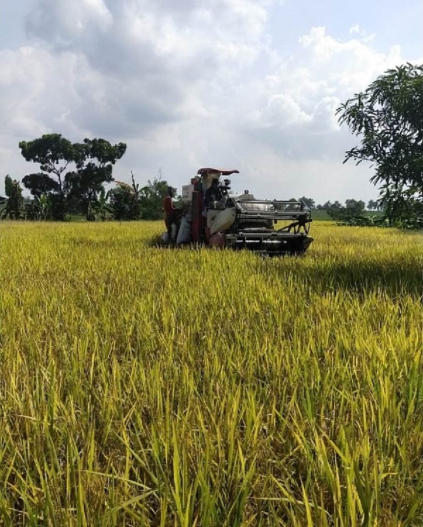 Panen Padi Melimpah 4 Kali Setahun Berkat Program OPIP Kementan