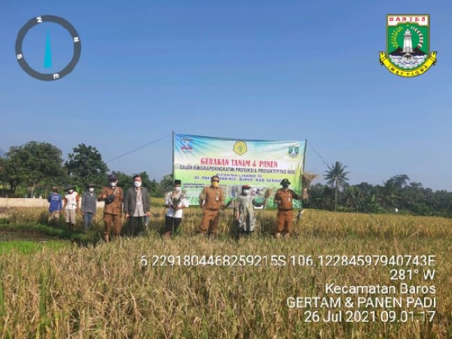 37 Ribu Hektar, Prediksi Luasan Lahan Musim Tanam Ketiga Provinsi Banten  