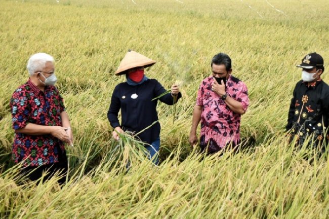 Bupati Indramayu: Perbaikan Irigasi Tingkatkan Produksi Padi