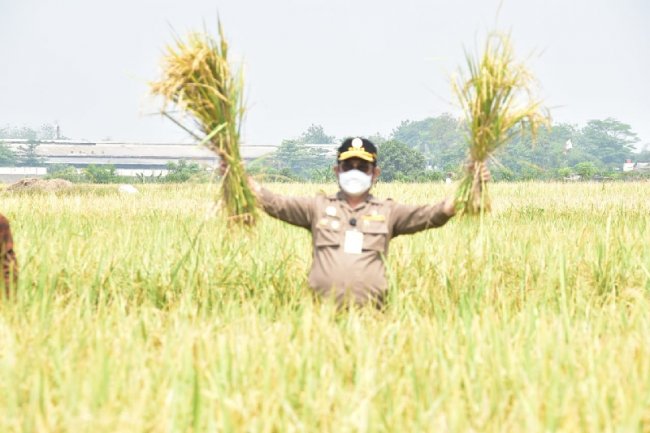 Tekan Impor, Produksi Pangan Dalam Negeri Penuhi Kebutuhan Nasional